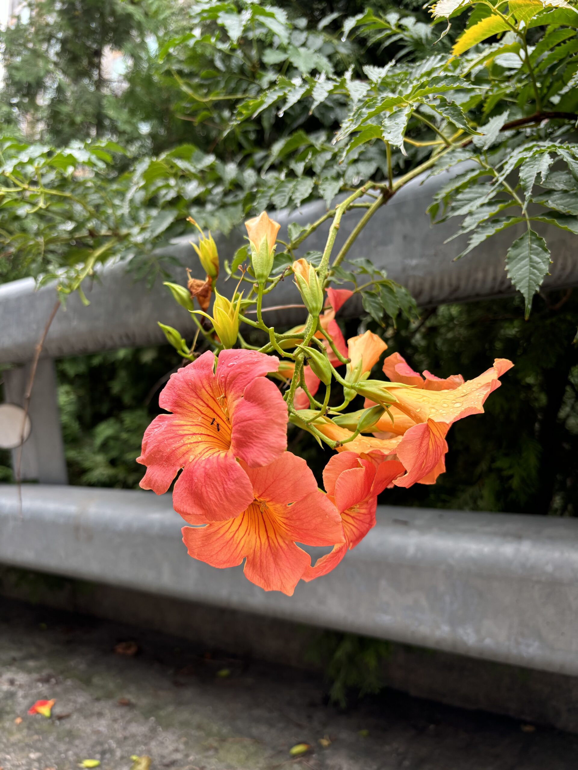 두리번 <능소화>